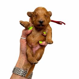 Merle Haggard - Red  male Goldendoodle puppy in Hot Springs, Arkansas from Hot Springs Kennels