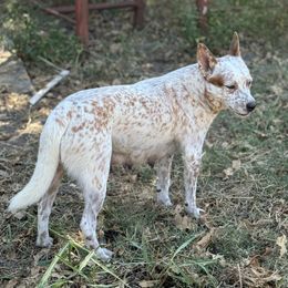 Lottie - Australian Cattle Dog