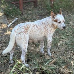 Lottie - Australian Cattle Dog