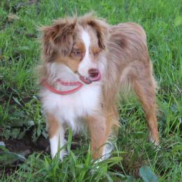 Little Bitty - Australian Shepherd