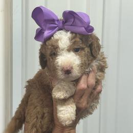 Purple - Yellow and white female Bernedoodle puppy in Petersburg, Michigan from Brittany’s Mini Bernedoodles