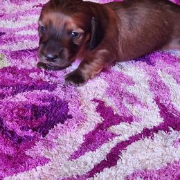 Bowser - Sable male Dachshund puppy in Medina, Texas from Dachsunds On The River