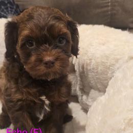 Echo - Brown female Cockapoo puppy in Perry, Arkansas from Parker's Cockapoos