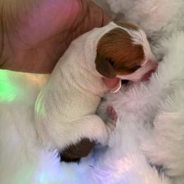 Lovie - Piebald female Dachshund puppy in Clarksville, Virginia from K&C Miniature Dachshunds