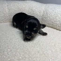 Navy - Silver female Schnoodle puppy in Lathrop, Missouri from RR Schnoodles
