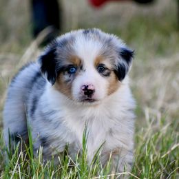 Australian Shepherd Puppies from Black Cow Kennels