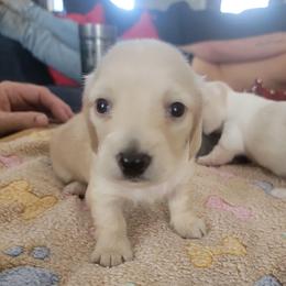 WRIGLEY - Cream male Dachshund puppy in Fort Worth, Texas from Chadwick Farms Mini Dachshunds