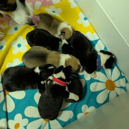 Pembroke Welsh Corgi Puppies from Willow Grove Corgis