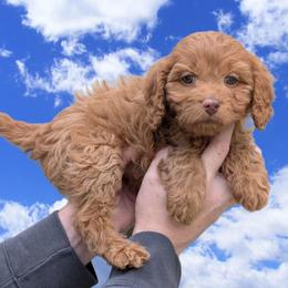 Spring - Red female Cavapoo puppy in Coshocton, Ohio from Forever Family Puppies
