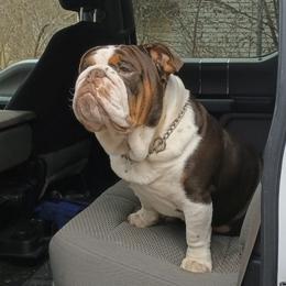 Rolo - Bulldog