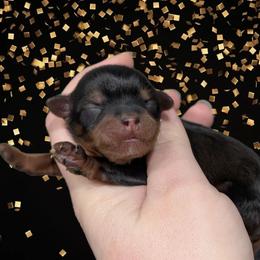 Confetti - Black and tan female Yorkipoo puppy in Coshocton, Ohio from Forever Family Puppies