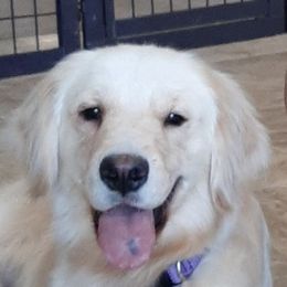 Luna - Golden Retriever