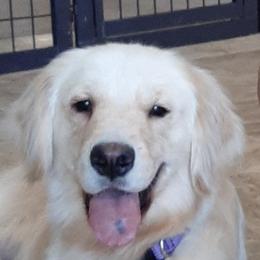 Luna - Golden Retriever