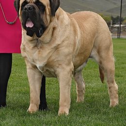 Swagger - Mastiff