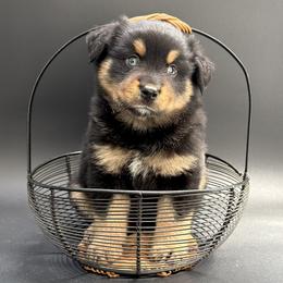 Onyx - Black tri male Miniature Australian Shepherd puppy in Covington, Pennsylvania from Rigas Mini Aussies LLC