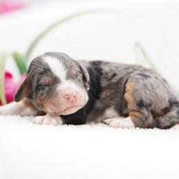 Tulip - Merle female Bernedoodle puppy in Spokane, Washington from Lilac City Doodles