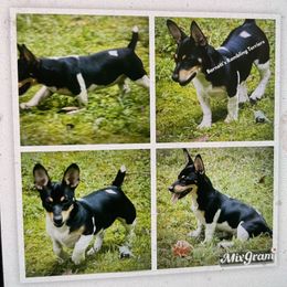 Willow - Teddy Roosevelt Terrier