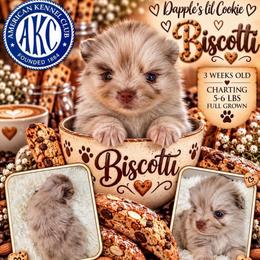Biscotti - Chocolate merle female Pomeranian puppy in Cropwell, Alabama from Poms On The Lake