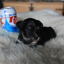 RC - Black and silver brindle female Havanese puppy in Sunriver, Oregon from Contigo Havanese