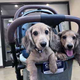 Pepper - Cream female Dachshund puppy in Visalia, California from Paradachs Kennels