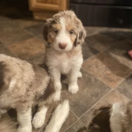 Aussiedoodle Puppies from Drew’s Aussies & Doodles