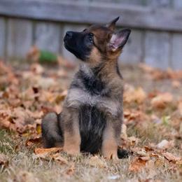 German Shepherd Puppies from Di Massimo Canile