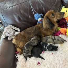 Dachshund Puppies from Gulfishan Kennels