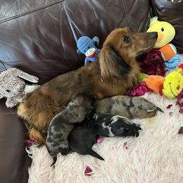 Dachshund Puppies from Gulfishan Kennels