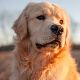 Sargent - Golden Retriever