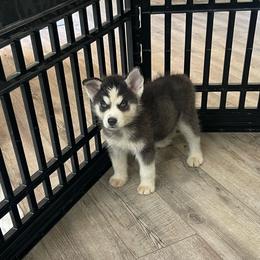 Onyx boy 5 - Black and white male Siberian Husky puppy in Ocala, Florida from Florida Husky Puppies
