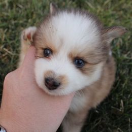 Pomskies from Red Rock Ranch Breeders