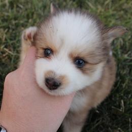 Pomskies from Red Rock Ranch Breeders