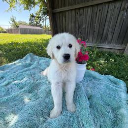 Bear - Light golden male Golden Retriever puppy in Paris, Texas from Paris Golden Puppies