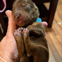 Turquoise Collar - Chocolate and tan male Dachshund puppy in Paradise, Texas from Cap Ranch Miniature Dachshunds
