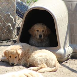 Golden Retriever Puppies from OPK Goldens