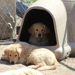Golden Retriever Puppies from OPK Goldens
