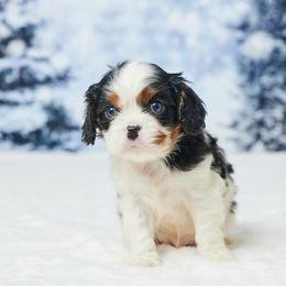 Evan - Tri-color male Cavalier King Charles Spaniel puppy in Apple Creek, Ohio from Grandeur Valley Puppies