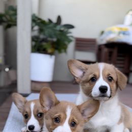 Pembroke Welsh Corgi puppies from The Crazy Corgi Bunch