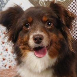 Phoenix - Miniature American Shepherd