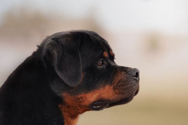 Adult rottweiler side profile