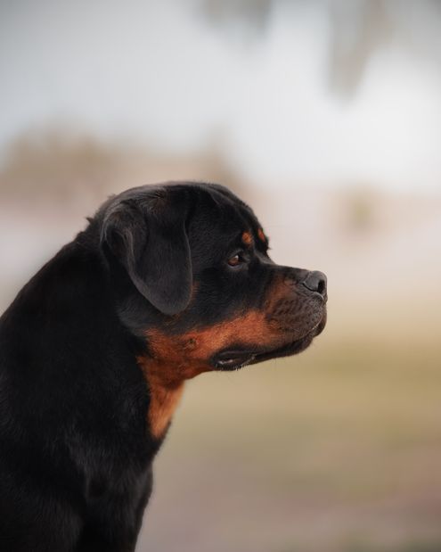 Adult rottweiler side profile