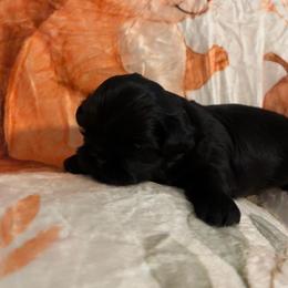 Peanut - Black male Shih Tzu puppy in Bluffton, South Carolina from Cuddly Coastal Cuties