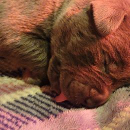 Cane Corso Puppies from Red Wood Cane Corso