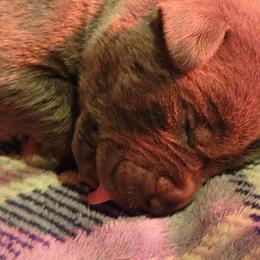Cane Corso Puppies from Red Wood Cane Corso