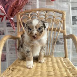 Blaze - Red merle male Australian Shepherd puppy in Zwingle, Iowa from Homestead Aussies & Doodles