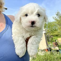 Sprite - White male Coton de Tulear puppy in Rubicon, Wisconsin from Purplehaze Acres Cotons de Tulear