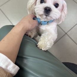 Maltese and Maltipoo All Grown Up from Iuliia Savisheva