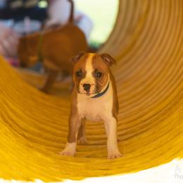 Staffordshire Bull Terrier Puppies from Vivace Staffords
