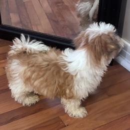Girl 2 - female Havanese puppy in Rayne, Louisiana from Cajun Coast Havanese