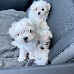 Maltese Puppies from Tina Harville